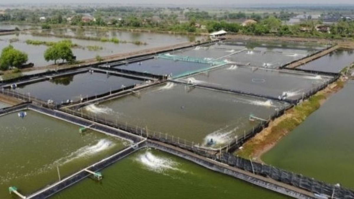 Revolusi Akuakultur: Penerapan Teknologi Kincir Air untuk Meningkatkan Produktivitas Tambak