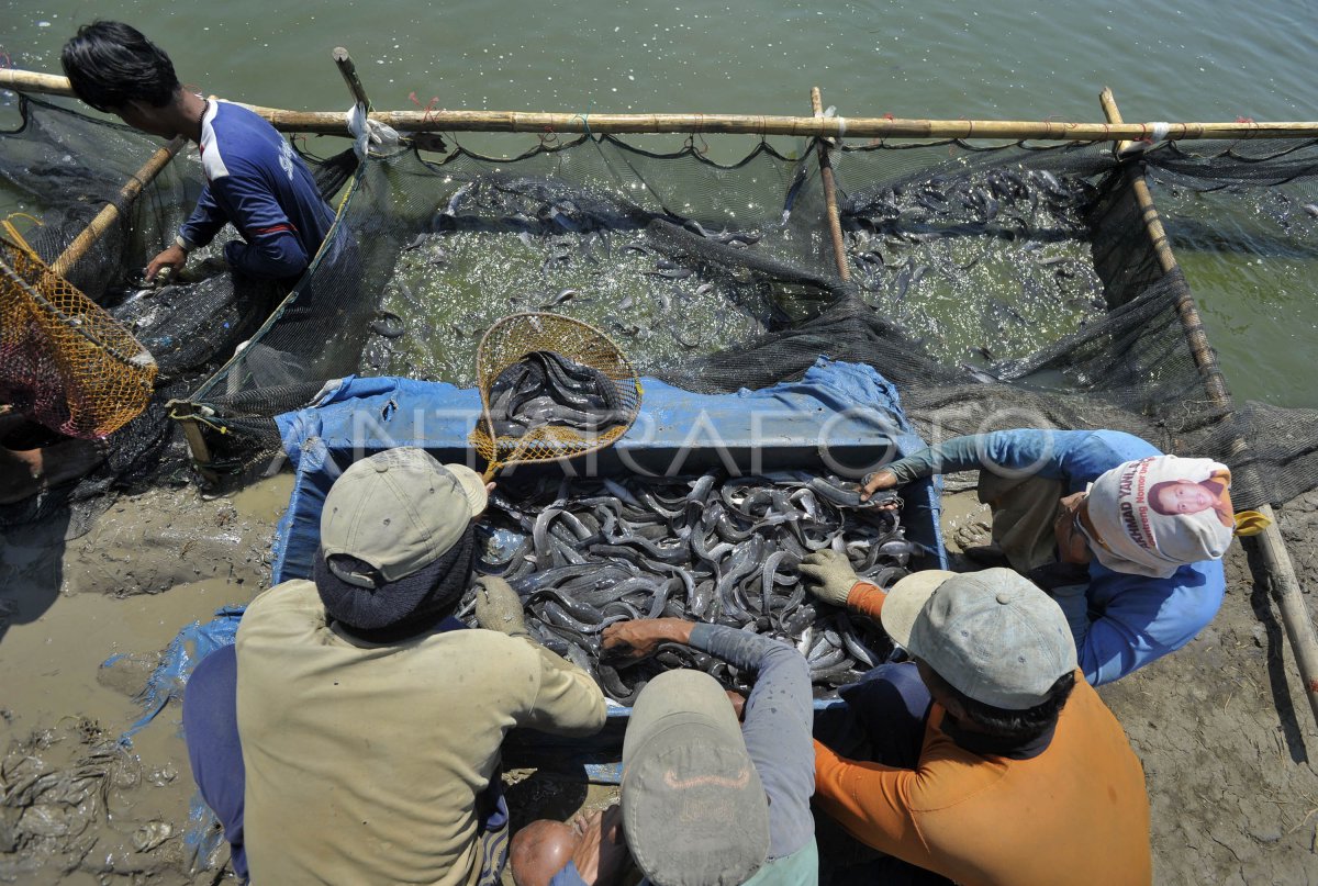 Strategi Sukses Panen Lele Melimpah: Dari Persiapan Kolam Hingga Pemasaran